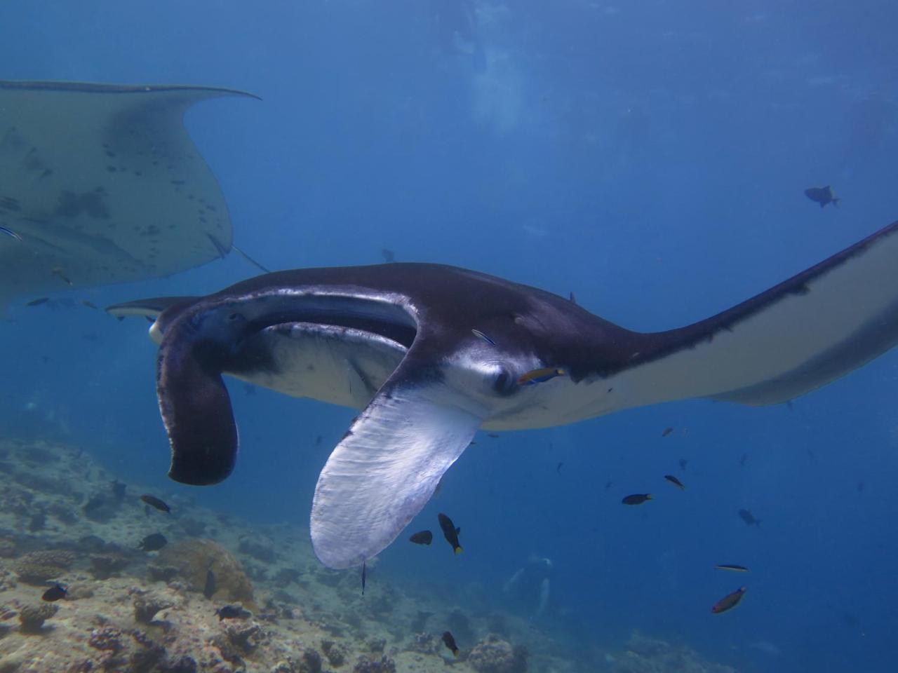 Hotel South Ari Dive Center Dhangethi Zewnętrze zdjęcie